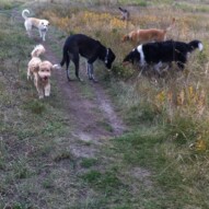 Afternoon pack