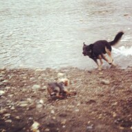 Action shot. Teela and Ruby chasing each other at full speed.