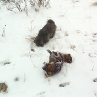 The little guys enjoying the snow