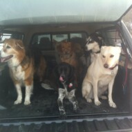 Back in the truck after a tiring pack walk.